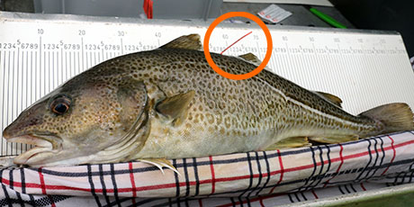Torsk med mærke. Foto: Line Reeh