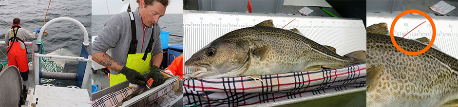 DTU Aqua is tagging cod in the Baltic Sea 